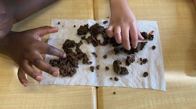 Mt Vernon Graham first graders study worms and their importance in this world